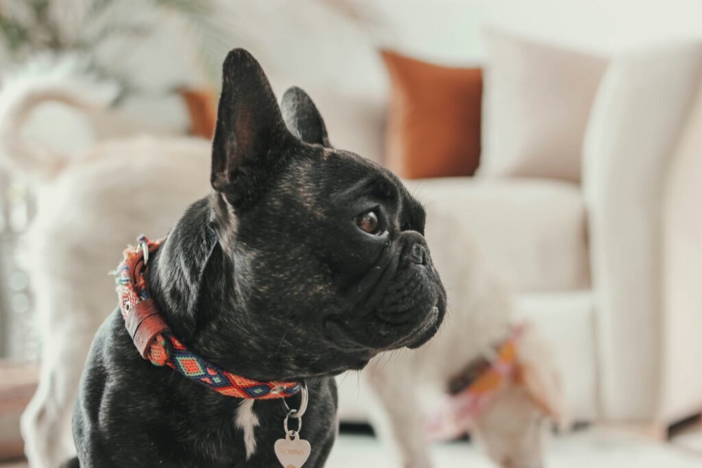 a small black dog standing on a white rug