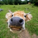 close-up photo of brown animal during daytime